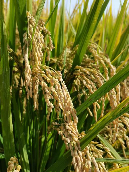 阿善金胚香大米2025年新米，7款高端大米盲品冠军 高品质好吃 商品图3