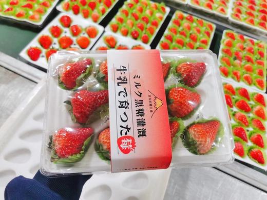 丹东红颜草莓（11-15粒，约300克） 商品图4