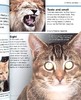 【中商原版】DK目击者口袋系列 猫 Pocket Eyewitness Cats 英文原版 DK百科 动物科普 猫科 商品缩略图7