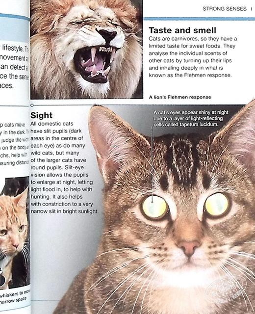 【中商原版】DK目击者口袋系列 猫 Pocket Eyewitness Cats 英文原版 DK百科 动物科普 猫科 商品图7