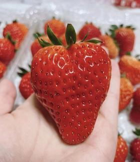 丹东红颜草莓（11-15粒，约300克）