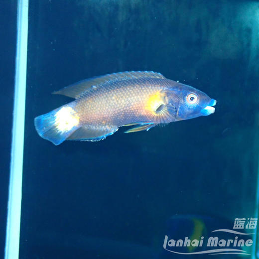 玫瑰医生 商品图1