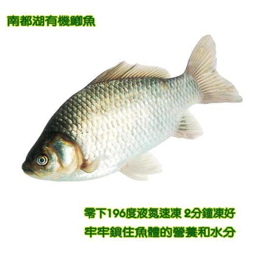 南都湖有机鲫鱼（去腮、鳞、内脏）500g/袋（2-3条）*5份 商品图3