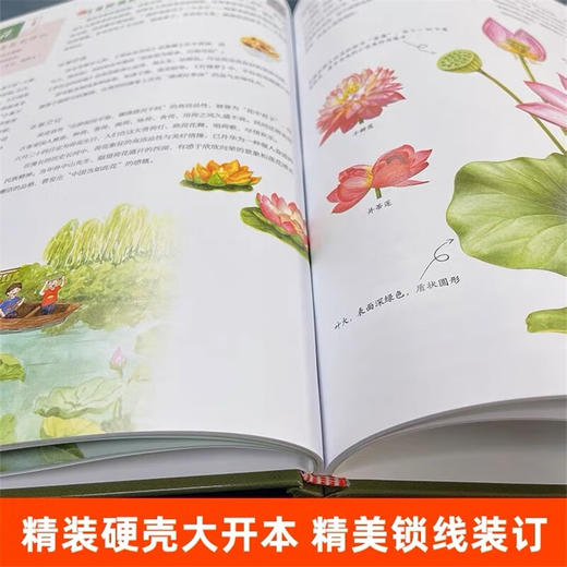 奇妙的本草世界:二十四节气本草百科 商品图4