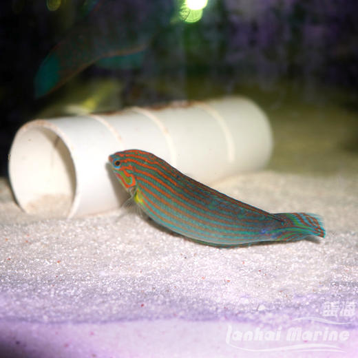 八线龙 公（除蚓螺） 商品图9