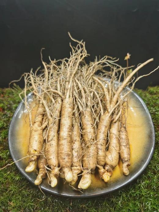 森小子 长白山5年新鲜园参 商品图4