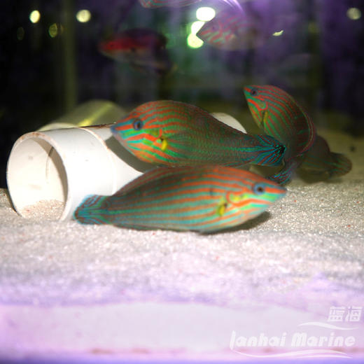 八线龙 公（除蚓螺） 商品图2