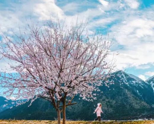 【西藏·林芝 | 花花世界】藏地江南，陌上花开9天8晚赏花之旅 商品图3