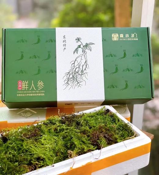 森小子 长白山5年新鲜园参 商品图0