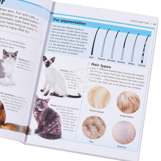 【中商原版】DK目击者口袋系列 猫 Pocket Eyewitness Cats 英文原版 DK百科 动物科普 猫科 商品图3