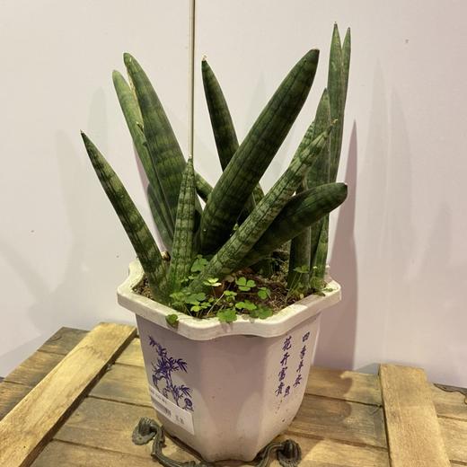 【绿植】多肉-佛手 商品图0