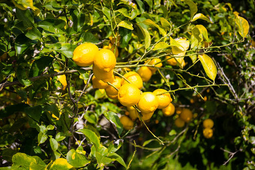 有机黄柠檬5斤装12-16枚四川宜宾产地直发 商品图2