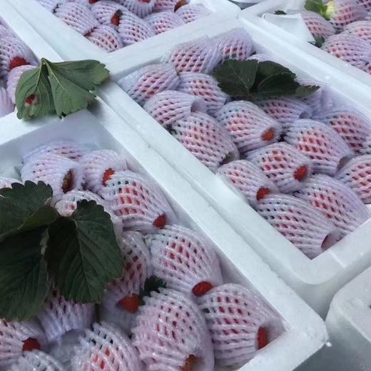 草莓四川原生态新鲜水果现摘现发产地直达牛奶草莓3/5斤包邮 商品图1
