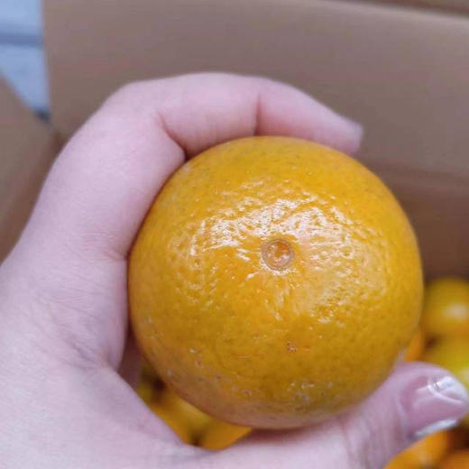 武鸣皇帝柑毛重3公斤左右 商品图2