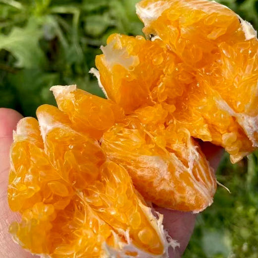 生态春见耙耙柑450g 耙耙柑皮薄肉厚多汁 京津冀满百包邮 商品图4