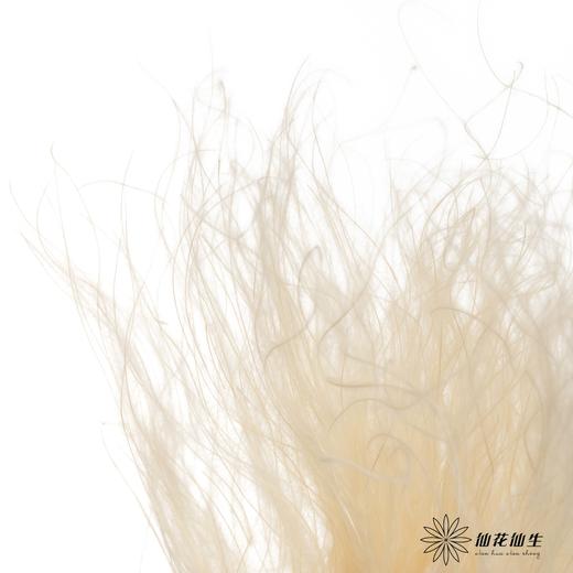 永生花材|墨西哥羽毛草白色 商品图2