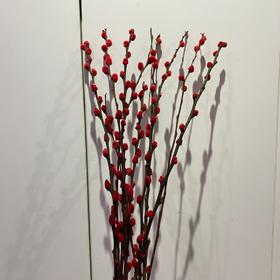 【绿植】干银柳