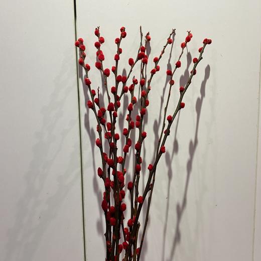 【绿植】干银柳 商品图0