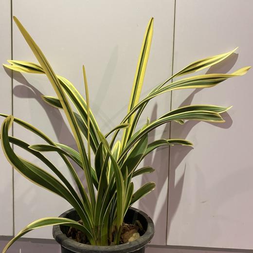 【绿植】金边兰草 商品图1