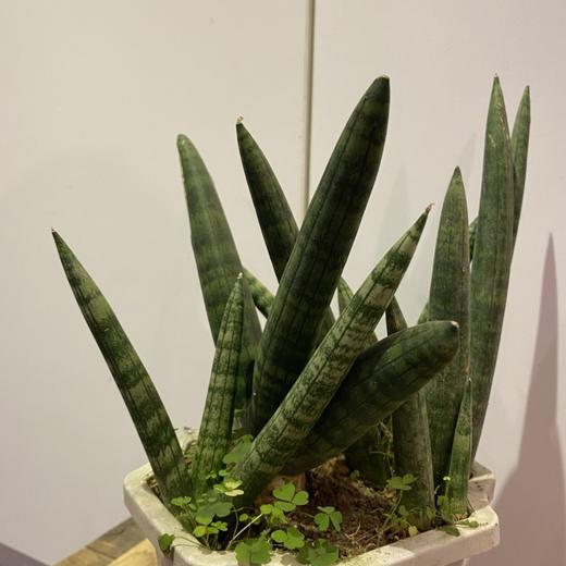 【绿植】多肉-佛手 商品图1