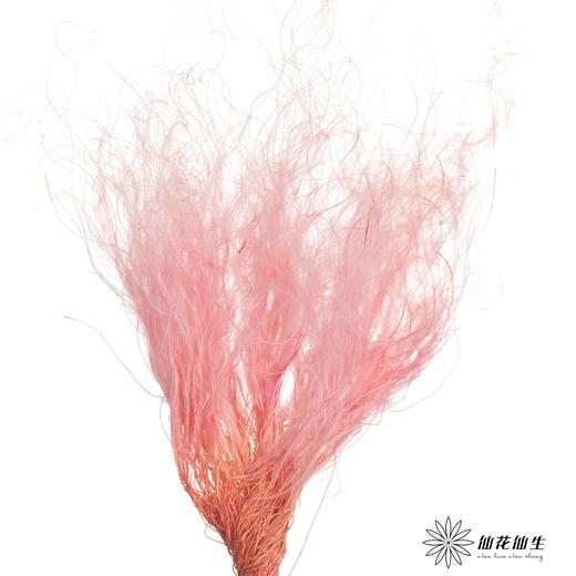 永生花材|墨西哥羽毛草粉色 商品图2