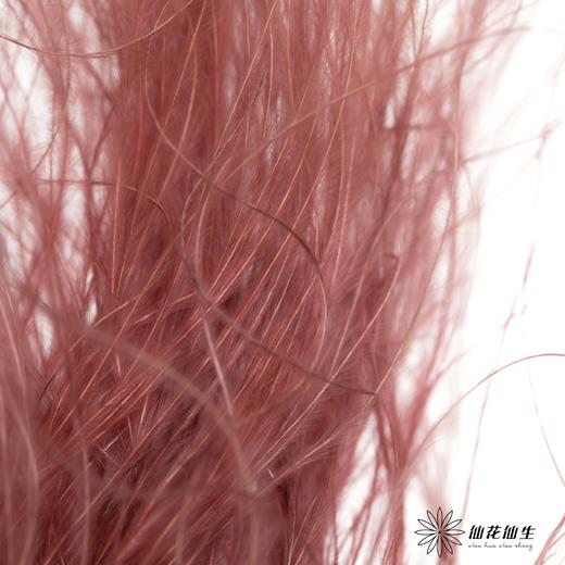 永生花材|墨西哥羽毛草咖色 商品图3