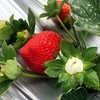 草莓四川原生态新鲜水果现摘现发产地直达牛奶草莓3/5斤包邮 商品缩略图2