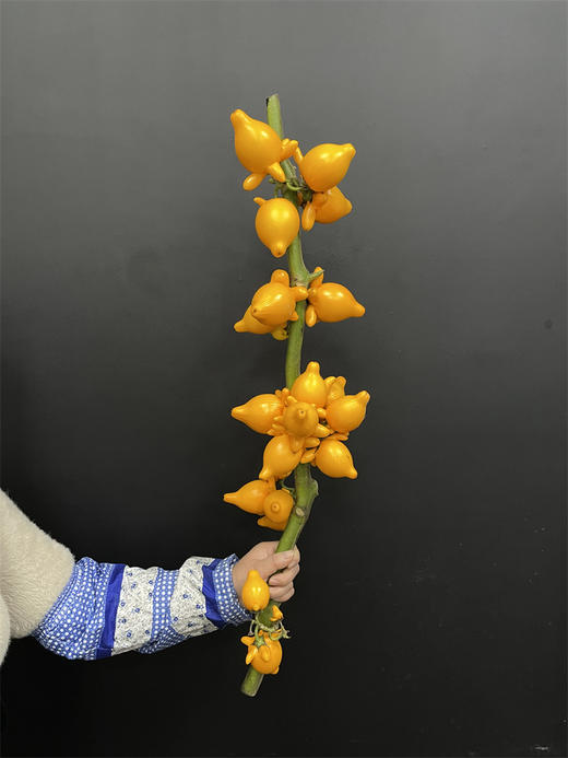 黄金果五代果万两果五代同堂一支 商品图6