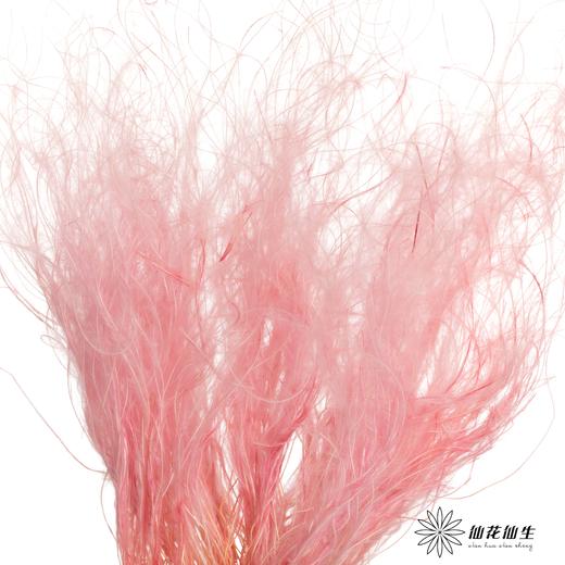 永生花材|墨西哥羽毛草粉色 商品图1