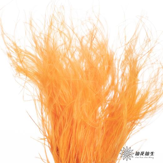 永生花材|墨西哥羽毛草橙色 商品图2