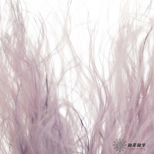 永生花材|进口墨西哥羽毛草香芋紫 商品图3