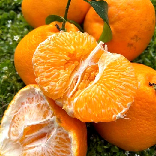 生态春见耙耙柑450g 耙耙柑皮薄肉厚多汁 京津冀满百包邮 商品图1