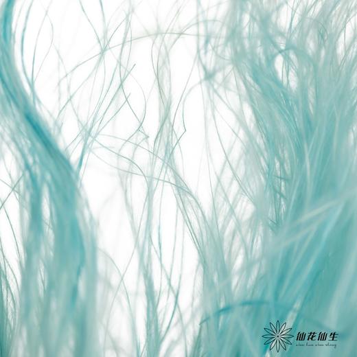永生花材|墨西哥羽毛草蓝色 商品图3