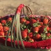 草莓四川原生态新鲜水果现摘现发产地直达牛奶草莓3/5斤包邮 商品缩略图6