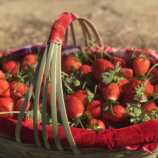 草莓四川原生态新鲜水果现摘现发产地直达牛奶草莓3/5斤包邮 商品图6