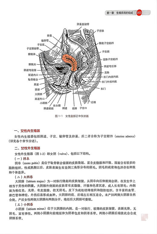 生殖系统 北大医学新时代器官系统整合教材 供本科临床医学及相关专业用 王建六 杨慧霞 李蓉主编北京大学医学出版社9787565926334 商品图4