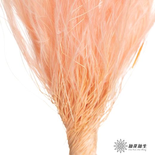 永生花材|墨西哥羽毛草肉粉色 商品图2