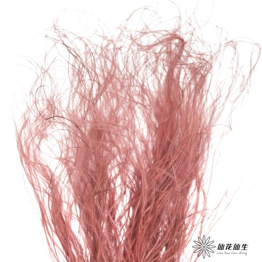 永生花材|墨西哥羽毛草咖色 商品图2