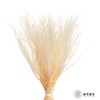 永生花材|墨西哥羽毛草白色 商品缩略图0