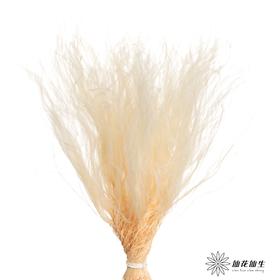 永生花材|墨西哥羽毛草白色