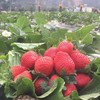 草莓四川原生态新鲜水果现摘现发产地直达牛奶草莓3/5斤包邮 商品缩略图5