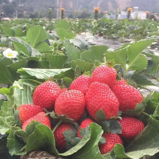 草莓四川原生态新鲜水果现摘现发产地直达牛奶草莓3/5斤包邮 商品图5