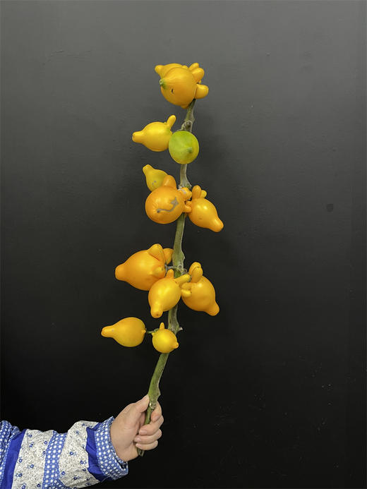 黄金果五代果万两果五代同堂一支 商品图1