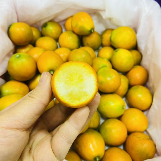 脆蜜金柑 大果 商品图9