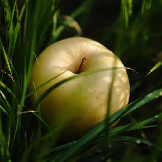 花香甜脆黄金苹果 维纳斯苹果的天花板 浓郁果味又鲜又甜【冷藏保存更久】 商品图6