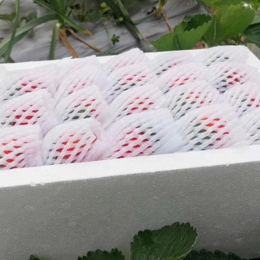草莓四川原生态新鲜水果现摘现发产地直达牛奶草莓3/5斤包邮 商品图0