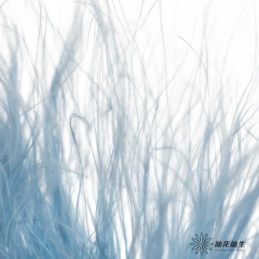 永生花材|墨西哥羽毛草蓝灰色 商品图3