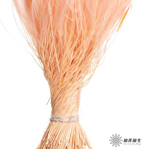 永生花材|墨西哥羽毛草肉粉色 商品图1