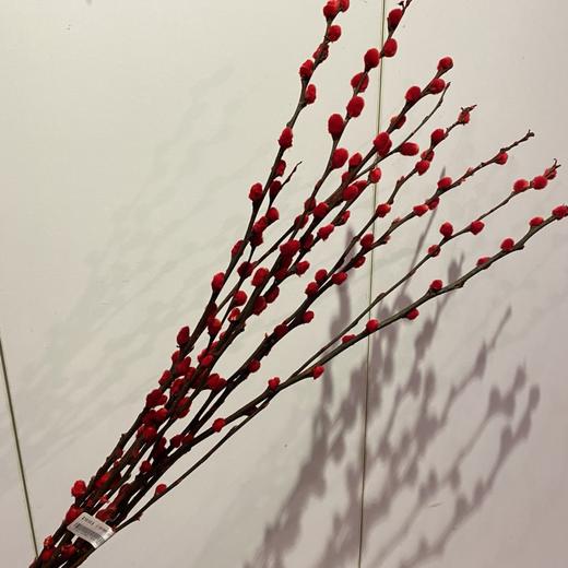 【绿植】干银柳 商品图1