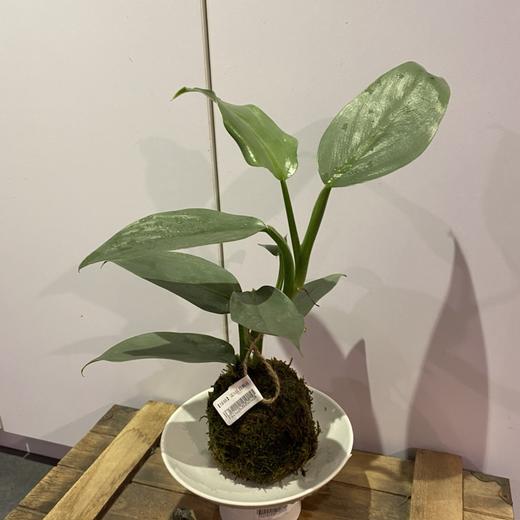 【绿植】雷钻 商品图1